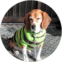 わらび profile picture