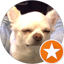 チワワな毎日はちろうチャンネル profile picture